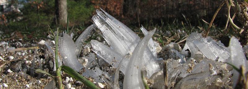 2008-12-13_Ice_Forest 002_1.jpg